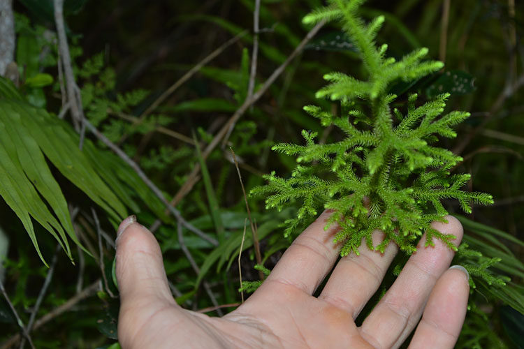 干品伸筋草 石松 立筋草 舒筋草抽筋草 小伸筋野生中药材500g包邮