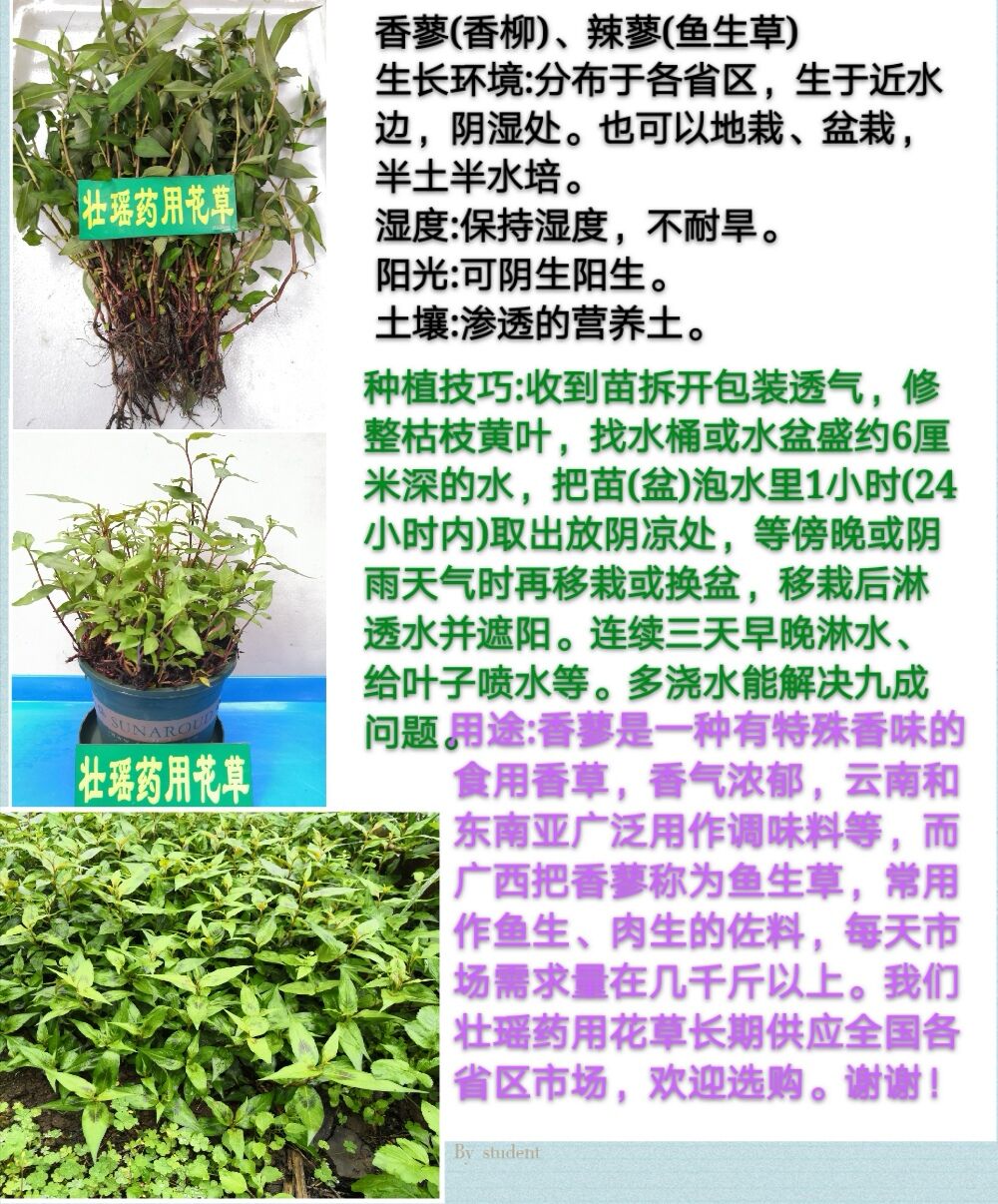 鱼生草苗香蓼苗紫苏苗横县苗芫荽苗配料薄荷鱼生广西一般苗秋季