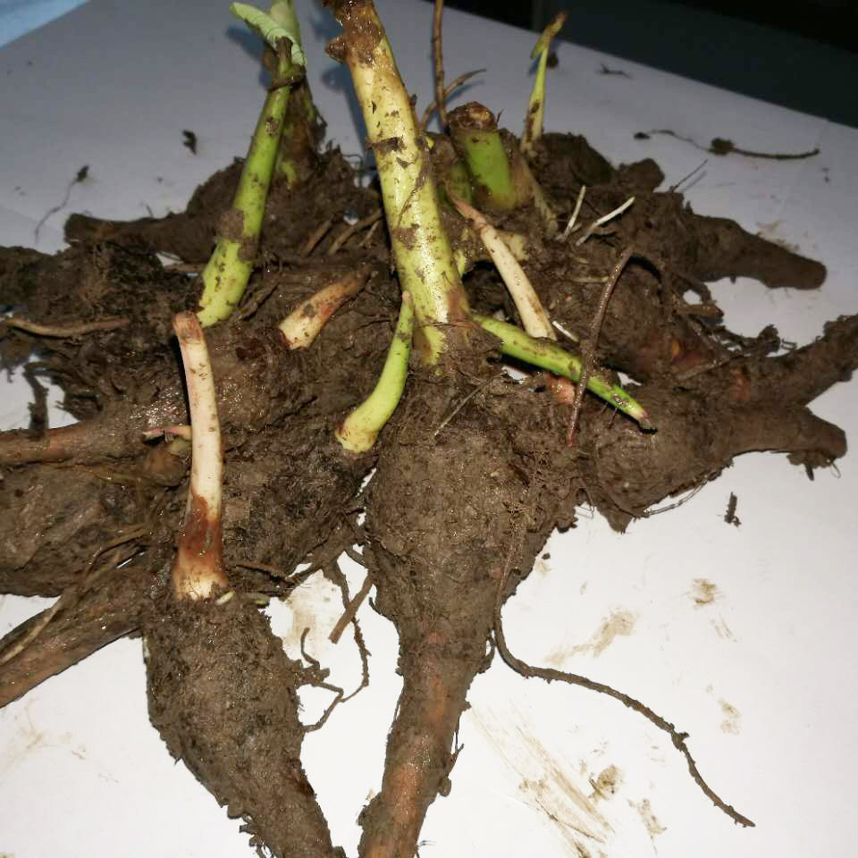 正宗荔浦芋头种子 新鲜 广西5斤免邮槟榔紫藤香毛芋苗艿农家产地