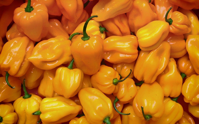 活色生香海南篇,春光黄灯笼辣椒酱了解下-趣美搭