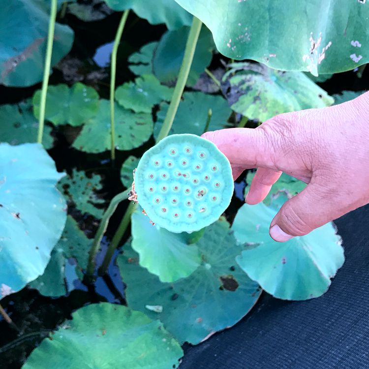 white lotus seeds 250g powder waxy soft white fungus lotus seed soup raw materials cored macaroni inch three lotus dermabrasion white lotus seeds dried goods