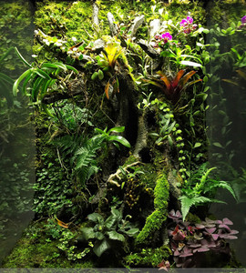 北京上门造景热带雨林缸水陆缸森林苔藓微景观