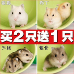 海豚仓鼠逐渐流行,那只熊猫要不开心了动画片表情图片