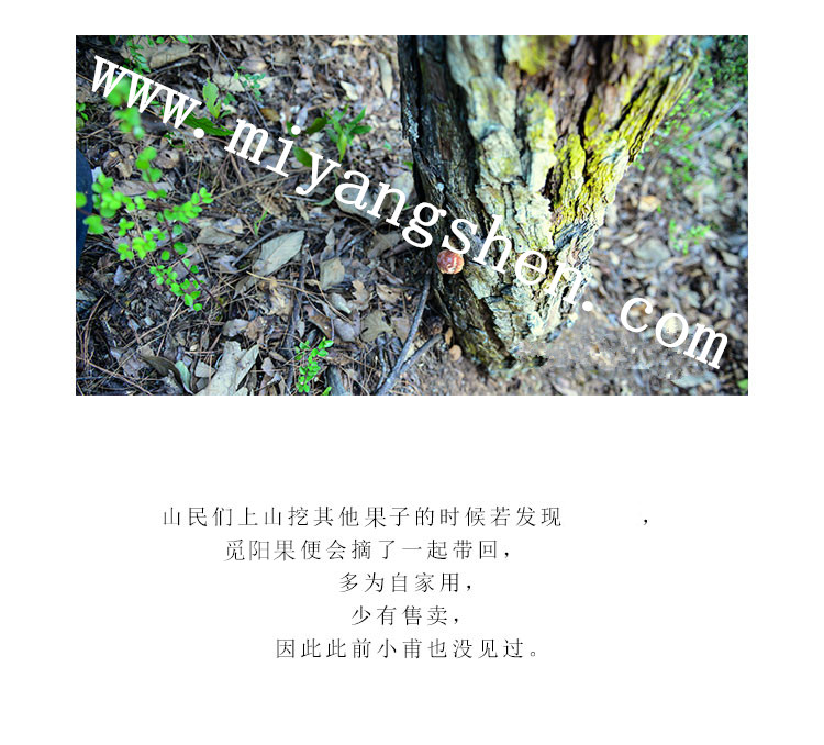 官网防伪验证 觅阳果★二级★100克『买2送1』正品专卖