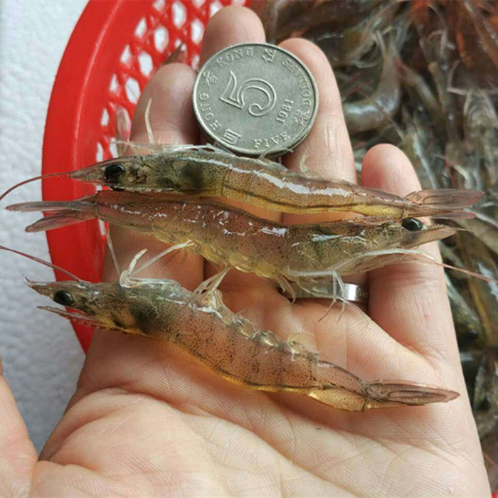 6厘米小对虾白剌小基围虾鲜活海鲜冷冻新鲜冰冻喂龟喂金龙鱼饲料_5折