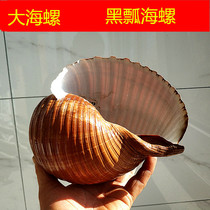 Natural big conch striped snail black scoop snail zebra snail zebra escape aquarium landscape potted storage