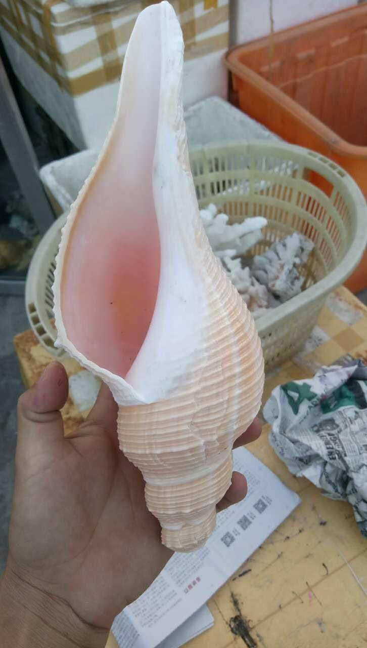 澳洲长香螺天然海螺贝壳大法螺密宗法器号角佛教圣物收藏标本