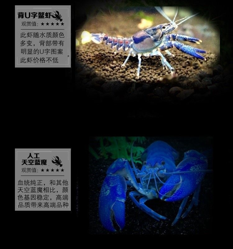 鳌虾观赏虾水族活体宠物虾天空蓝魔龙纹侏儒橘白蓝鳌虾淡水小龙虾