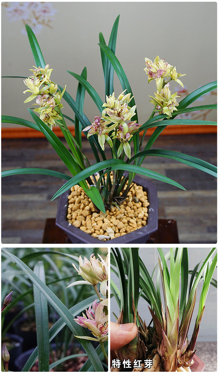 注册 登录 富山奇蝶花苗花  室植物苗 兰花苗香邮 富山奇蝶兰花苗带