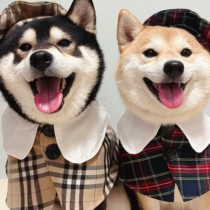 Diesenydog kobe dog clothes autumn British wind cute cloak hat Teddy Shenner Bomekkee New Year