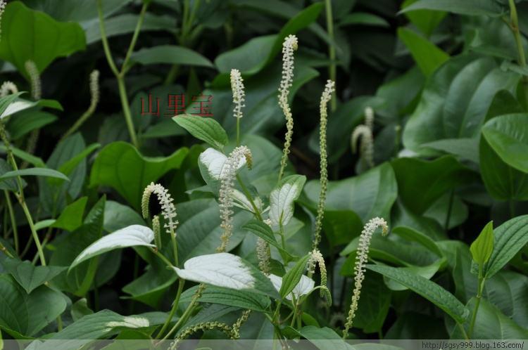 现采新鲜正品中药材 天性草 三白草水木通五路白白水鸡可发顺丰
