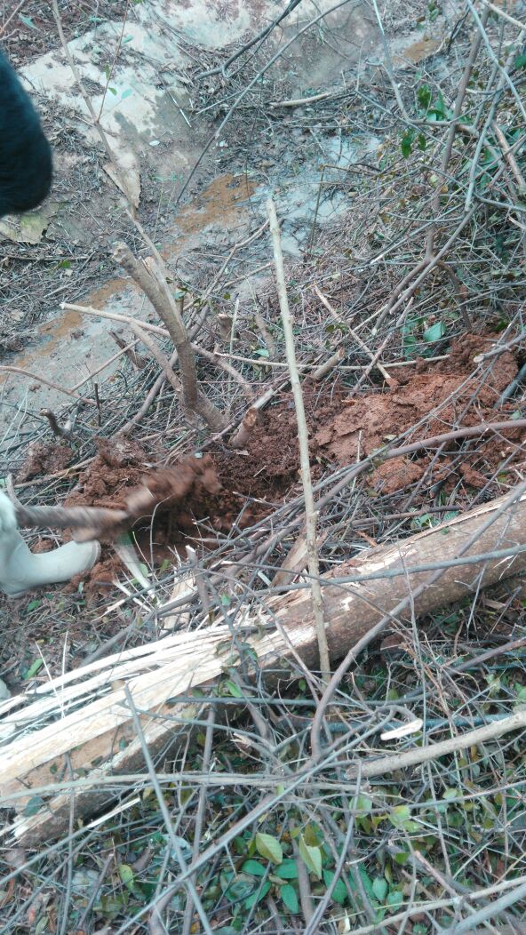 晒干 深山采挖的苦刺根 狼牙刺 苦刺 三叶苦刺 三叶刺 三加皮