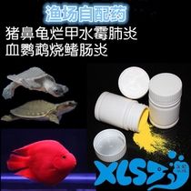 Fishing field pig nose turtle medicine rotten skin rotten pneumonia water turtle special yellow-headed razor water turtle