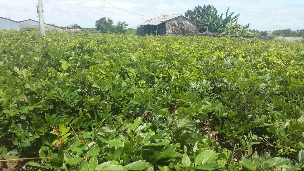 鱼藤粉鱼藤酮鱼藤根粉鱼藤精清塘生物杀虫剂生物农药1000克