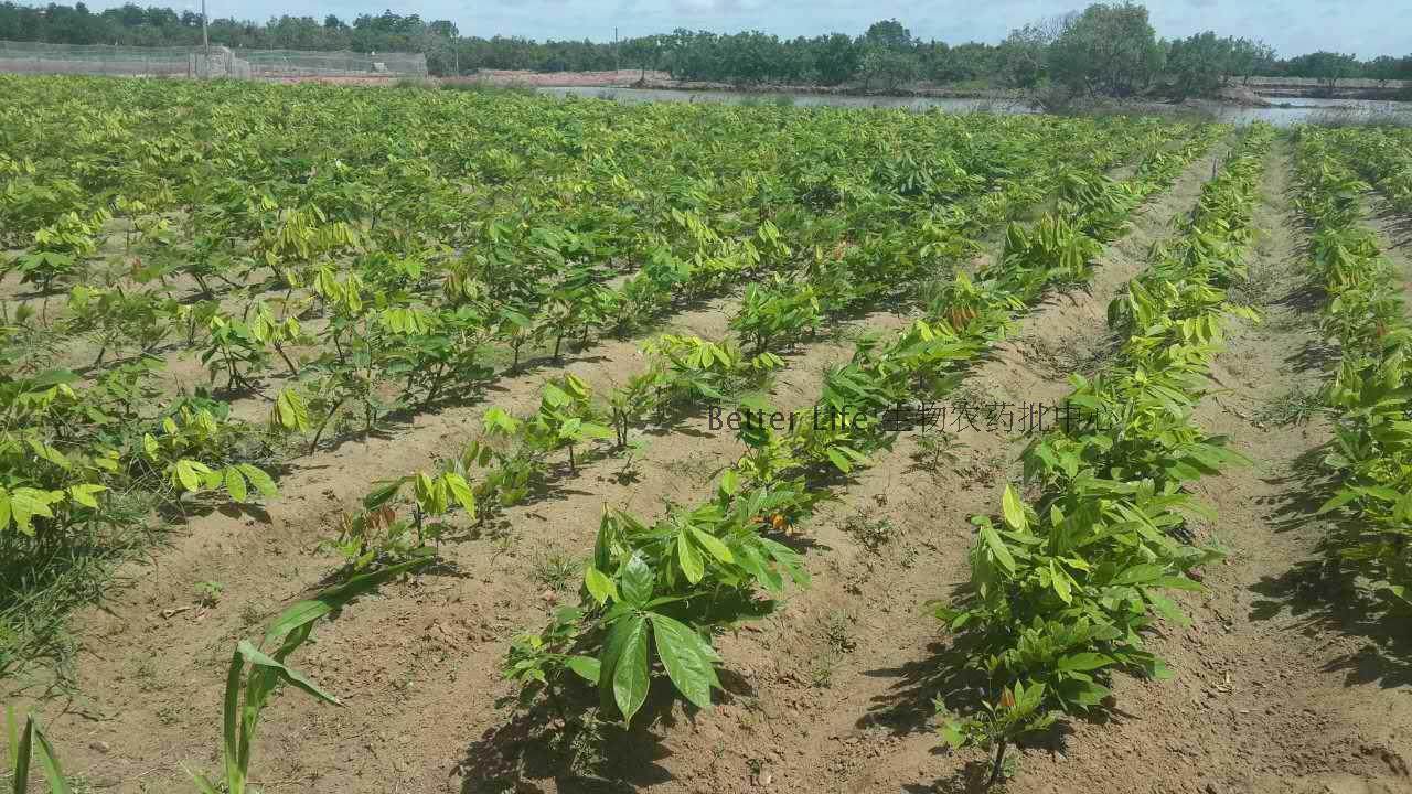 鱼藤酮根粉 天然清塘原料不伤虾蟹 杂鱼清 斯诺特现货