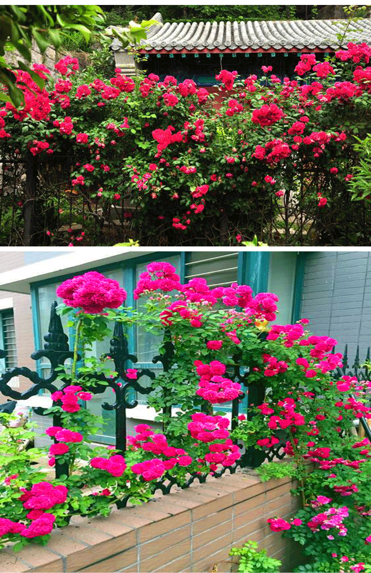 木香花苗白黄甜蜜红木香重瓣带花四季爬藤植物室内庭院浓香花卉_9折