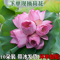 Lotus lotus flower decoration real flower non-simulation flower fresh lotus indoor flower arrangement wedding beautification special offer