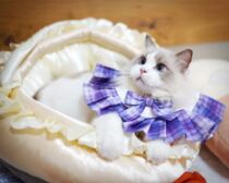 Little cats grid(all booked