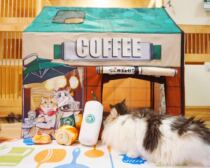 Meow Buck(spot 3 days) No return no exchange