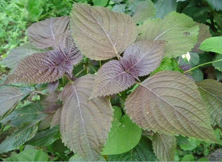 满18免快递紫苏种子1克四季播阳台盆栽芳香草本花卉青蔬菜生吃凉