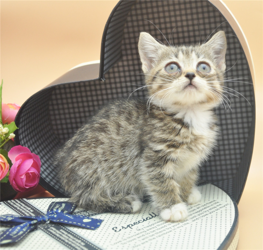 曼基康矮脚猫曼奇金munchkin腊肠猫小短腿猫活体幼猫纯种宠物猫咪_7折