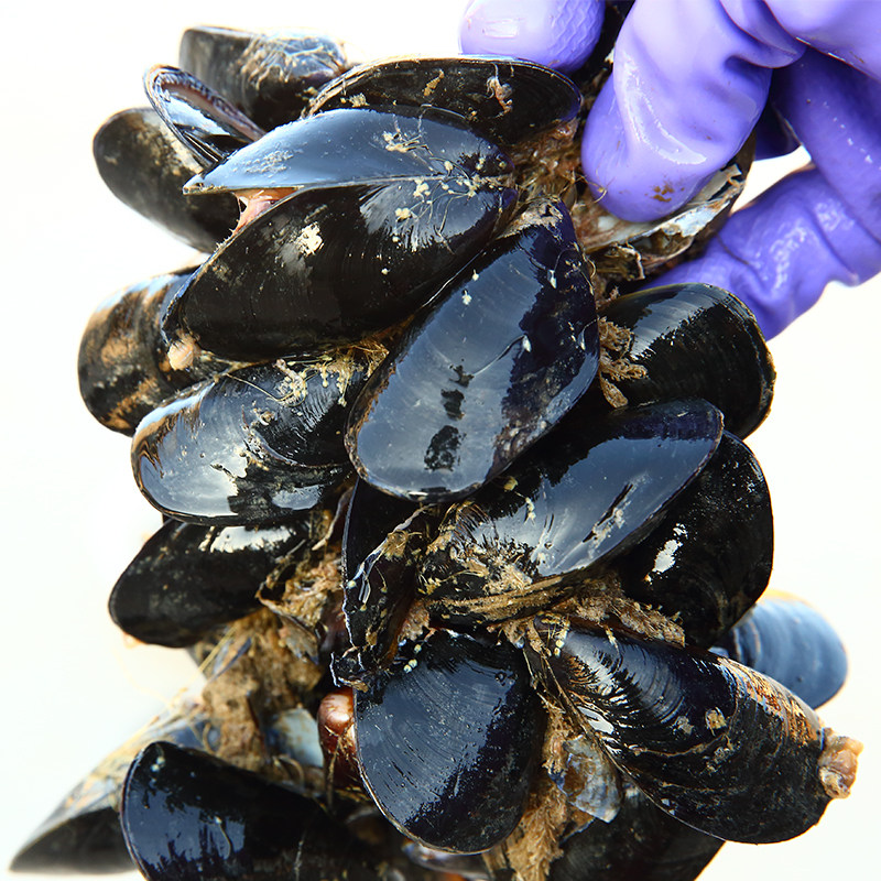 鲜活野生海虹中华青口贝贻贝淡菜新鲜海鲜水产1