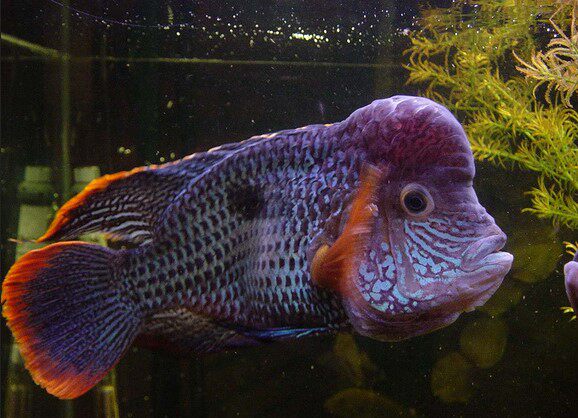 热带鱼观赏鱼 起头蓝宝石鱼玉面起头红尾皇冠鱼蓝