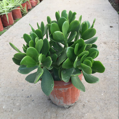 景天树 玉树多肉植物 厚叶景天 大盆栽盆景玉树苗 燕子掌玉树临风