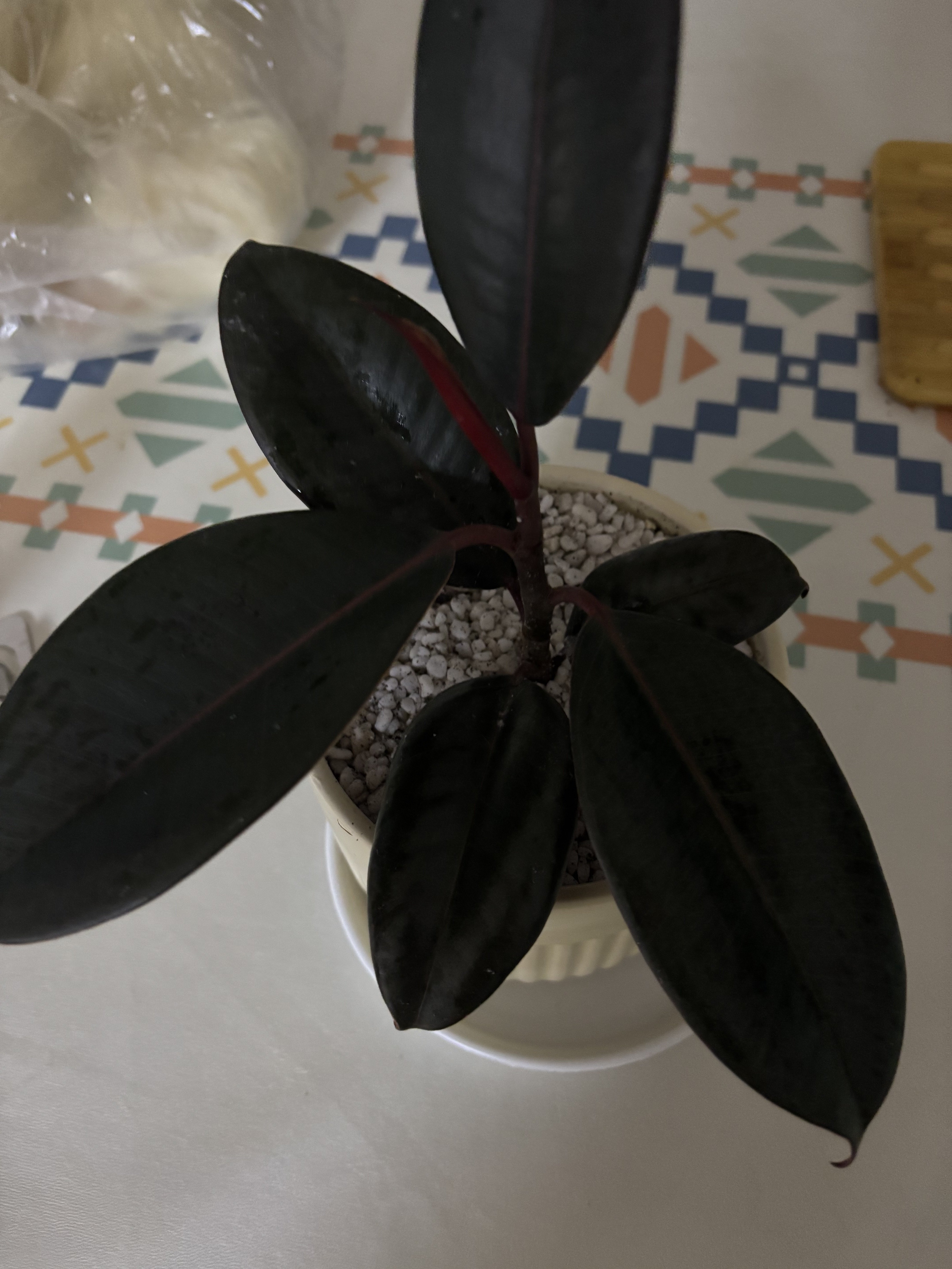 黑金刚橡皮树盆栽净化空气室内绿植吸甲醛办公桌盆栽防辐射植物