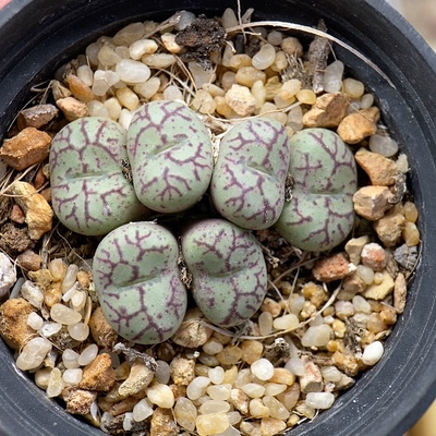 m1114吕氏猴脸青姬冠幅3厘米