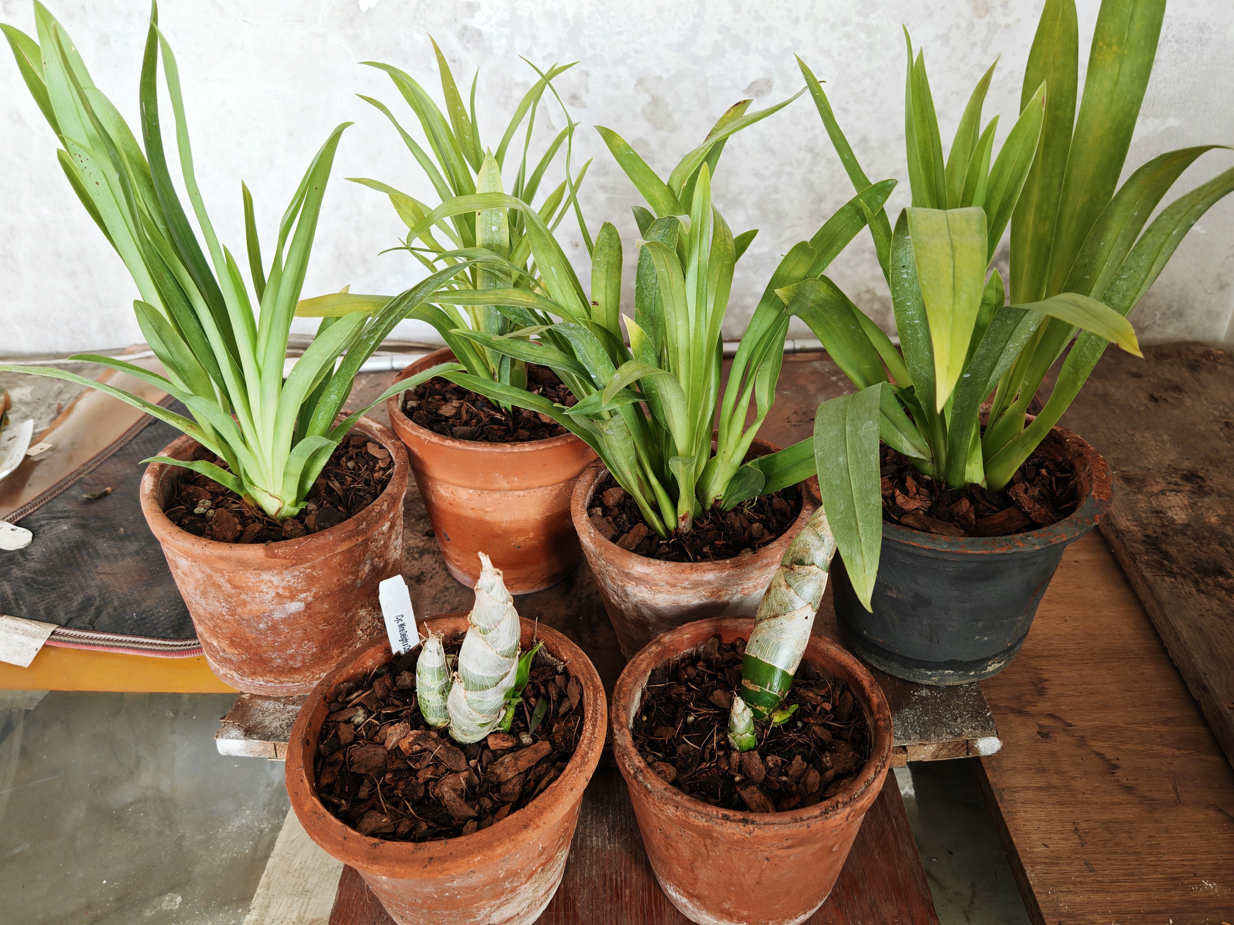 洋兰米尔特兰原盆连体成年苗办公室客厅室内花卉兰花绿植盆栽文心