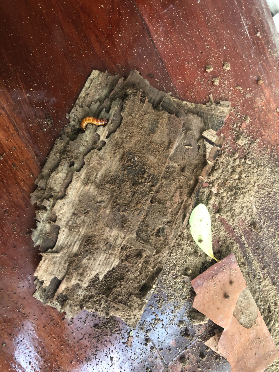 专杀木头里面长虫子小白虫防虫喷雾被虫咬打里有蛀上木防祛蚁虫药