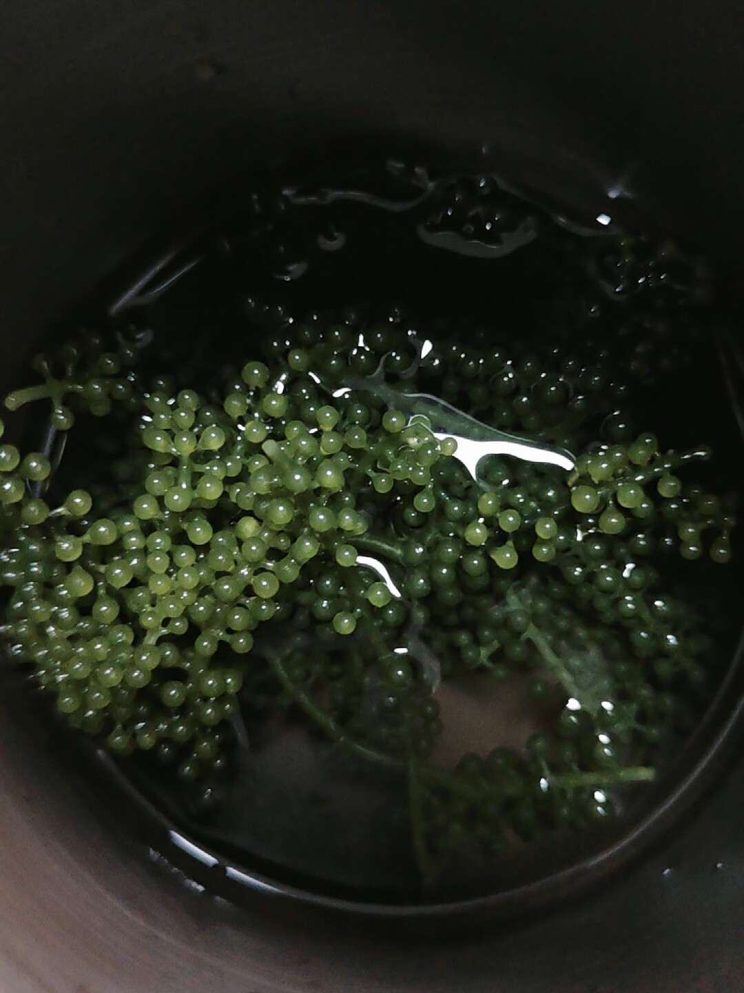 盐渍海葡萄儿童新鲜即食无添加剂海带海藻鱼子酱凉拌菜官方旗舰店