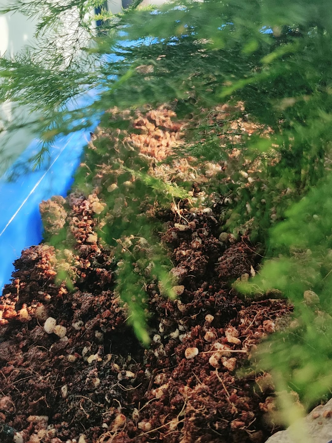 纯泥炭土进口营养土种植有机花土盆栽绿植家用月季绣球专用土壤