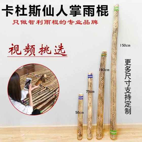 Kadus Rain Stick Cactus Rain Stick 요가 남미 칠레 해양 파도 은유 적 악기 비음 장치 레인 사운드 장치 비 사운드 실린더 Kadus Rain Stick Cactus Rain Stick 요가 남미 칠레 해양 파도 은유 적 악기 비음 장치 레인 사운드 장치 비 사운드 실린더