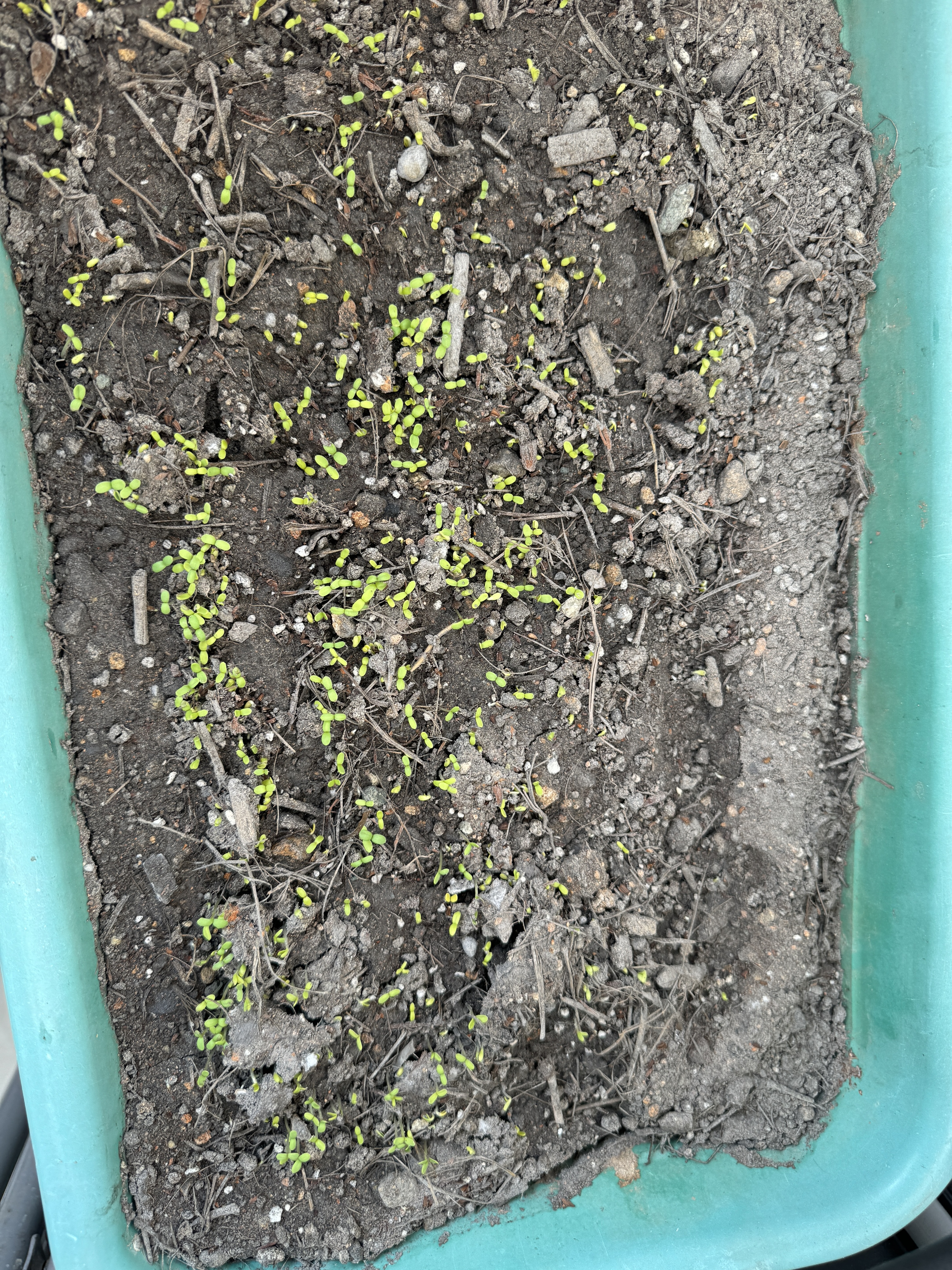 茼蒿菜种籽中叶大小叶皇帝菜种子四季播种蔬菜阳台抗寒热蔬菜种孑