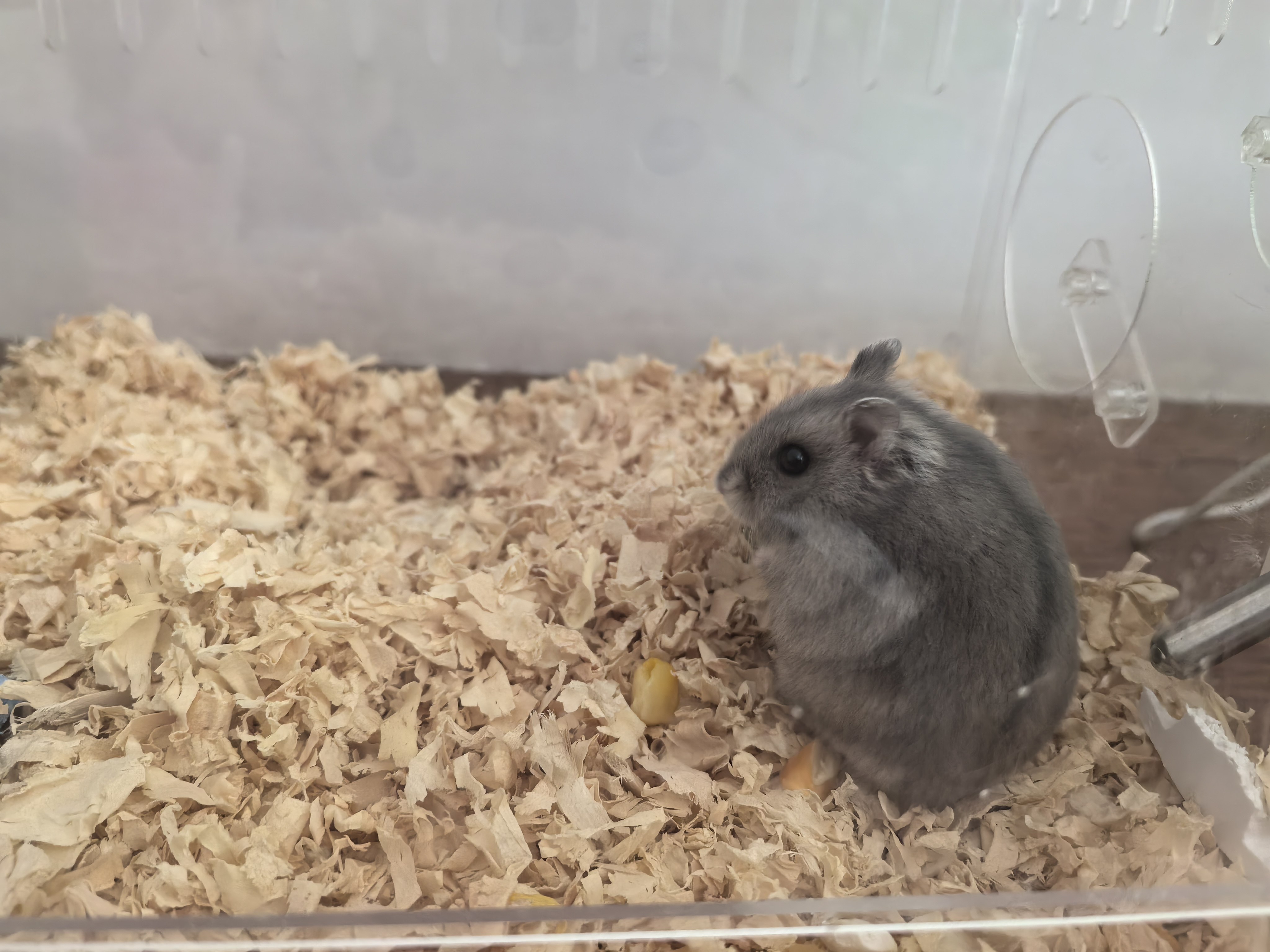 侏儒三线紫仓仓鼠公母的小仓鼠活物宠物网红苍鼠类小宠物小型好养