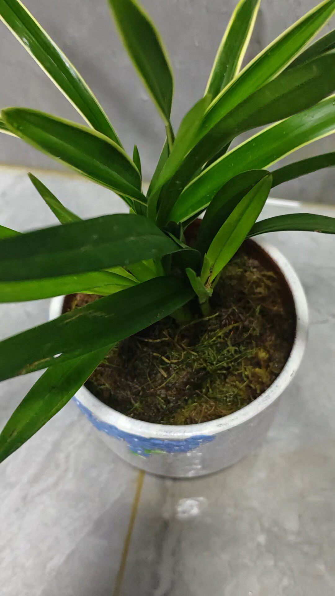 夏带浓香花苞 建兰四季兰状元红 名贵兰花苗好养易活浓香型兰花