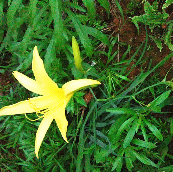 中草药材 野生金针根 萱草根 新鲜黄花菜根 和血 鲜