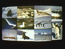 South Pole scenic postcard 10 All (National Antarctic Survey Committee)