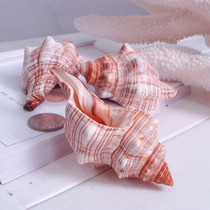 Thorn spin snail Conch shell diy coral fish tank floor bay window decoration 1