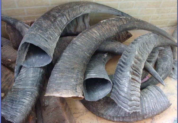 天然黑水牛角,大水牛角原料,63元一个