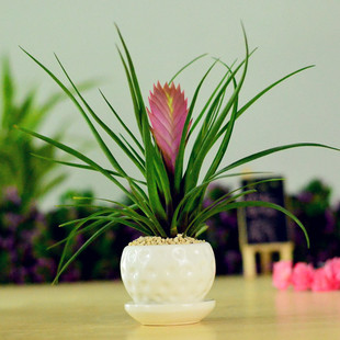 盆栽 铁兰盆栽 多肉植物 兰花 紫花凤梨 观叶植物 名贵桌面绿植