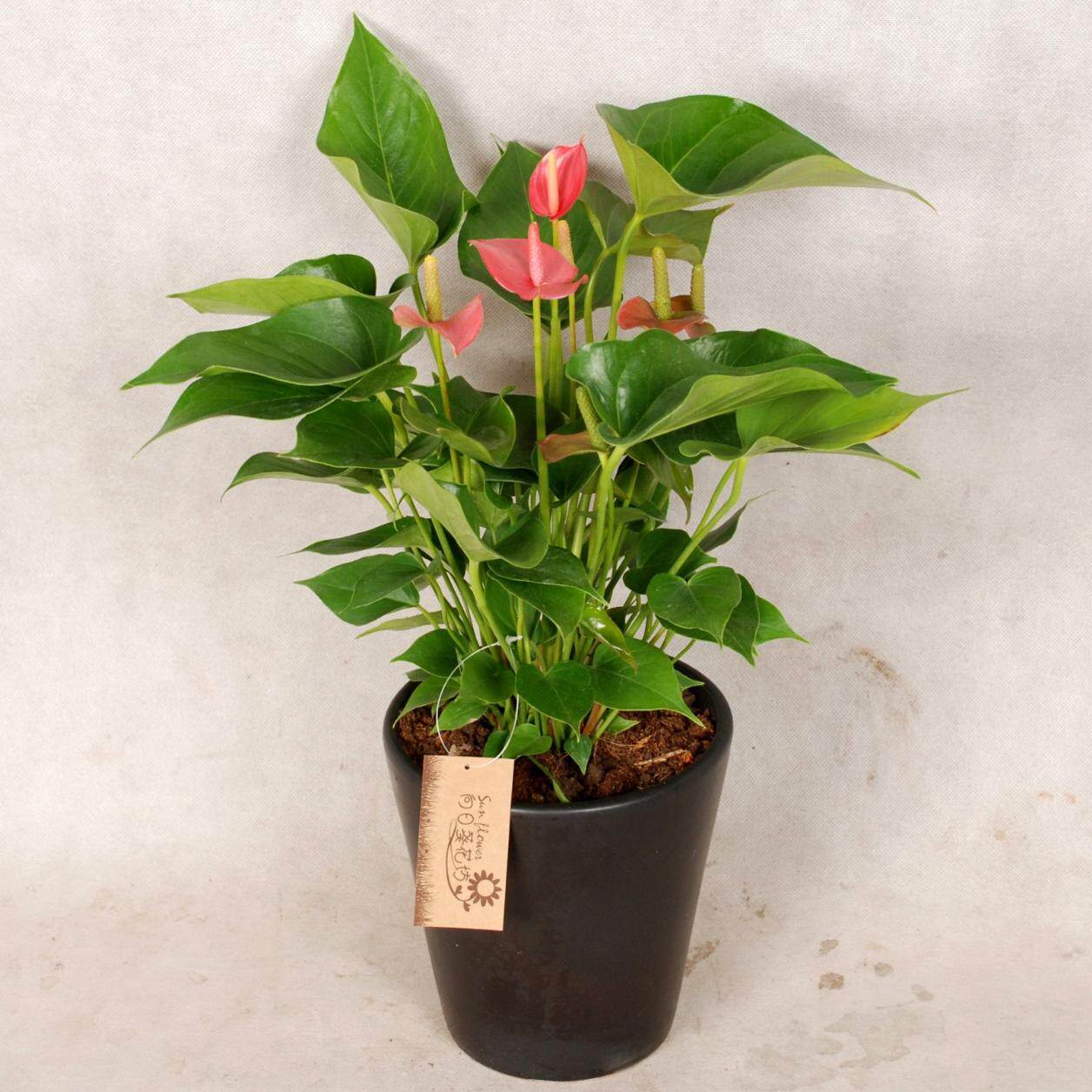 粉掌红掌花卉植物盆栽 延吉市绿植店 市内免费配送