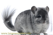 Race-level chincho pet living American imported long-haired chinchas standard gray