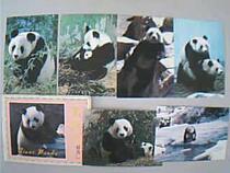 Giant panda postcard 10 All China Billag News Press
