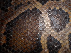 厂家直销二胡高胡蟒皮四胡蟒皮二胡蟒皮胡琴蛇