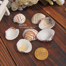 Conch Shell House Scallop 10 pieces 1 5-3 cm Floor decoration Collection Fish tank DIY