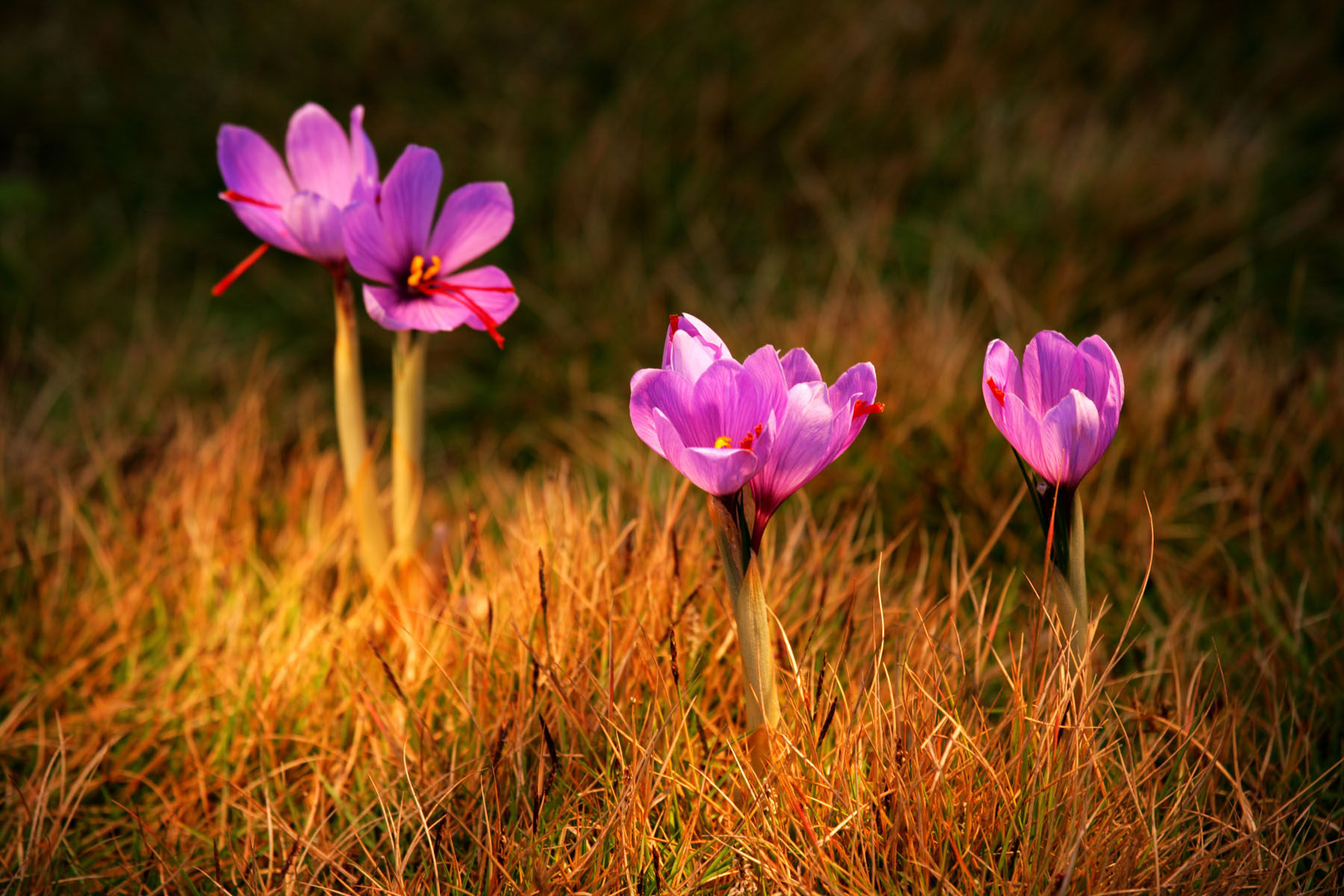 海报印制151素材名贵中药展板90藏红花 jpg副本