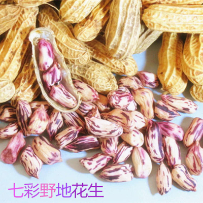 满百包邮七彩野地花生云南孟连水果花生五彩紫冠花皮花生带壳一斤